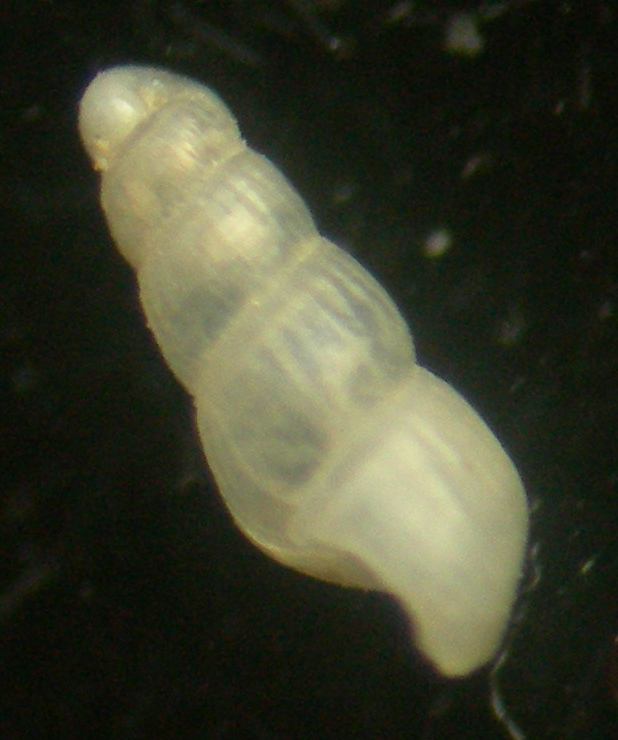 chrysallida